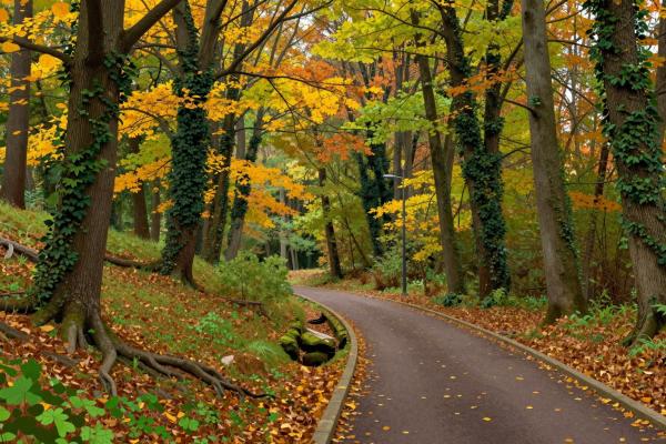 Bois De La Bâtie