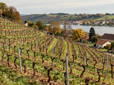 AI-generated illustration of Vineyards Of Rapperswil-Jona