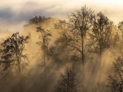 The image shows silhouetted trees shrouded in thick, golden-hued fog with visible sunbeams piercing through the mist, creating a dramatic atmospheric scene; no signage, landmarks, or identifying text is present.