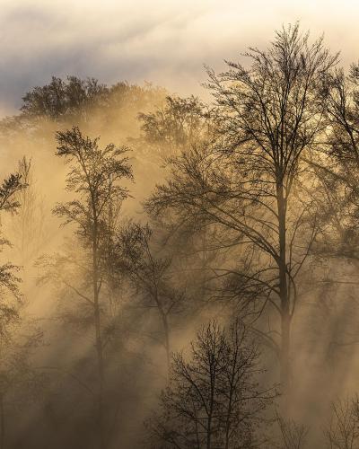 The image shows silhouetted trees shrouded in thick, golden-hued fog with visible sunbeams piercing through the mist, creating a dramatic atmospheric scene; no signage, landmarks, or identifying text is present.
