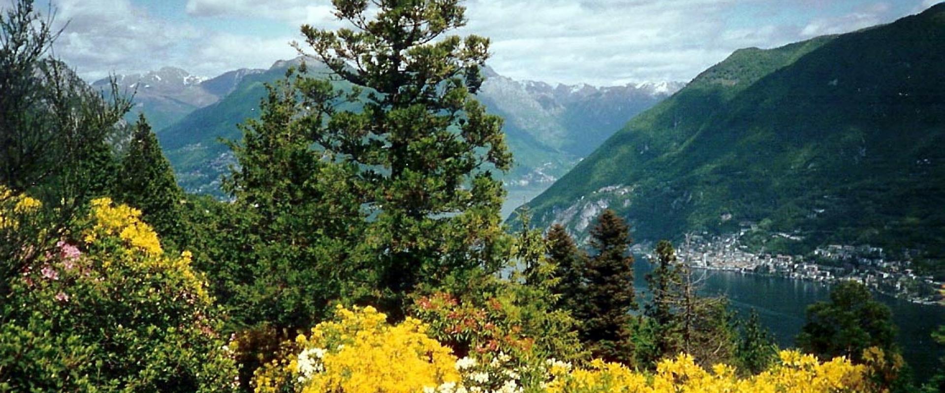 Flowering broom and conifers in Parco San Grato above Lake Lugano