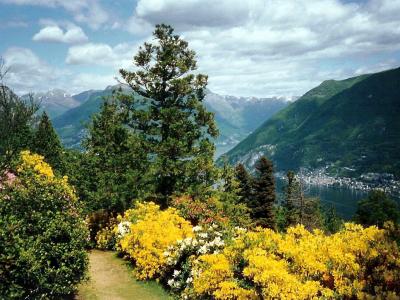 Flowering broom and conifers in Parco San Grato above Lake Lugano