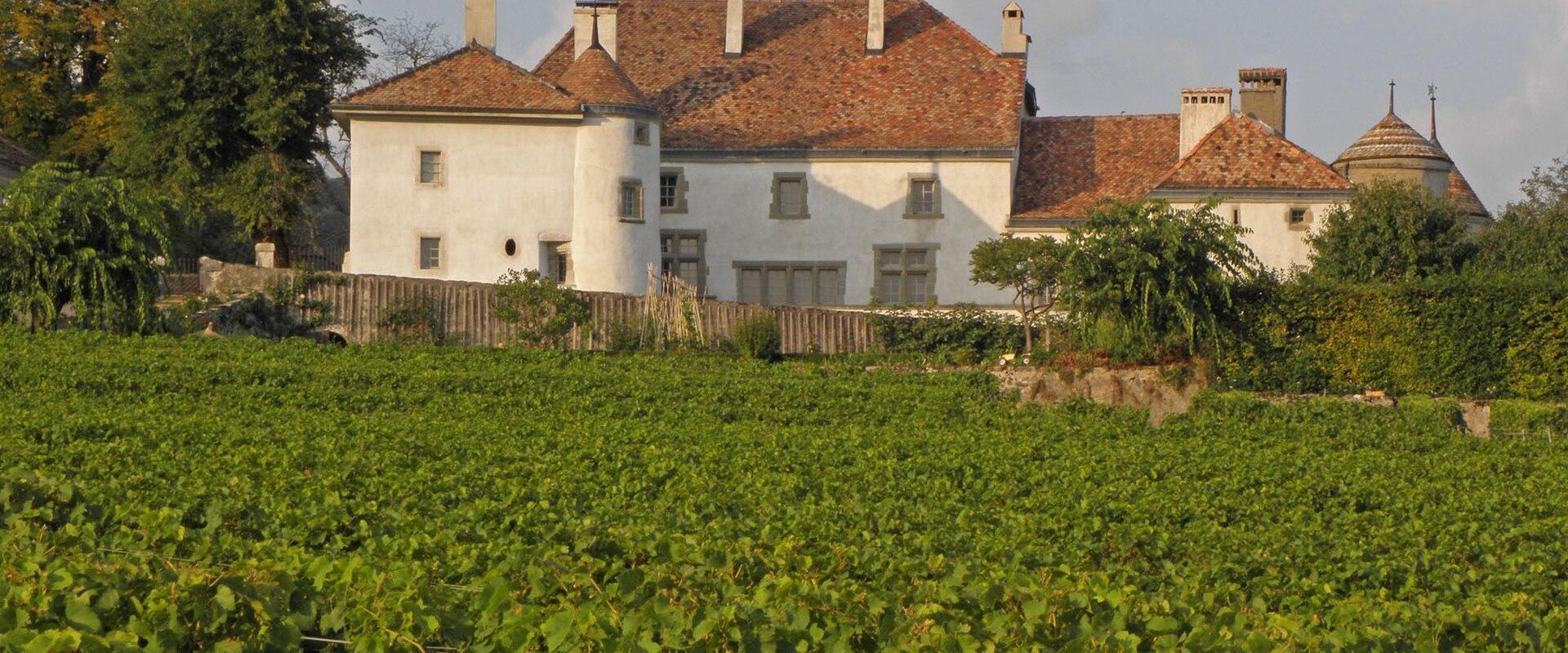 A large, white-walled château with a terracotta tiled roof and multiple chimneys, situated behind a wooden fence and overlooking a vast green vineyard under a blue sky.
