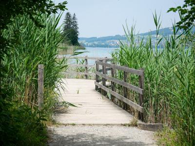 A wooden boardwalk with railings leads through tall green reeds towards a lake, with a distant shoreline and hills visible in the background.