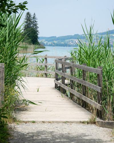 A wooden boardwalk with railings leads through tall green reeds towards a lake, with a distant shoreline and hills visible in the background.