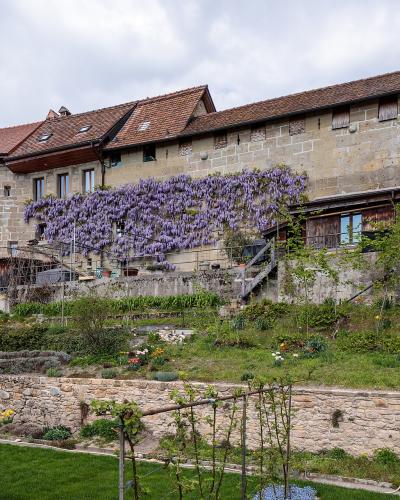 A view of a large, light-colored stone fortification wall with residential buildings constructed on top, featuring a prominent wisteria vine and terraced gardens in the foreground.
