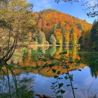 Autumn colour in Arboretum,Lausanne
