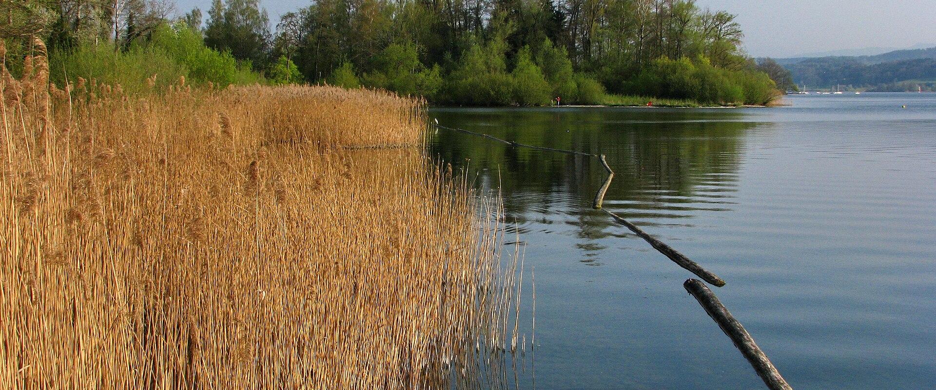A view of a calm lake shoreline featuring tall, dry reeds in the foreground, a line of wooden poles extending into the water, and a tree-covered peninsula in the distance.