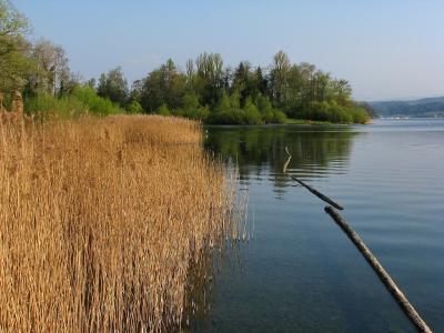 A view of a calm lake shoreline featuring tall, dry reeds in the foreground, a line of wooden poles extending into the water, and a tree-covered peninsula in the distance.