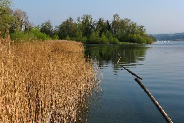 Greifensee Lake