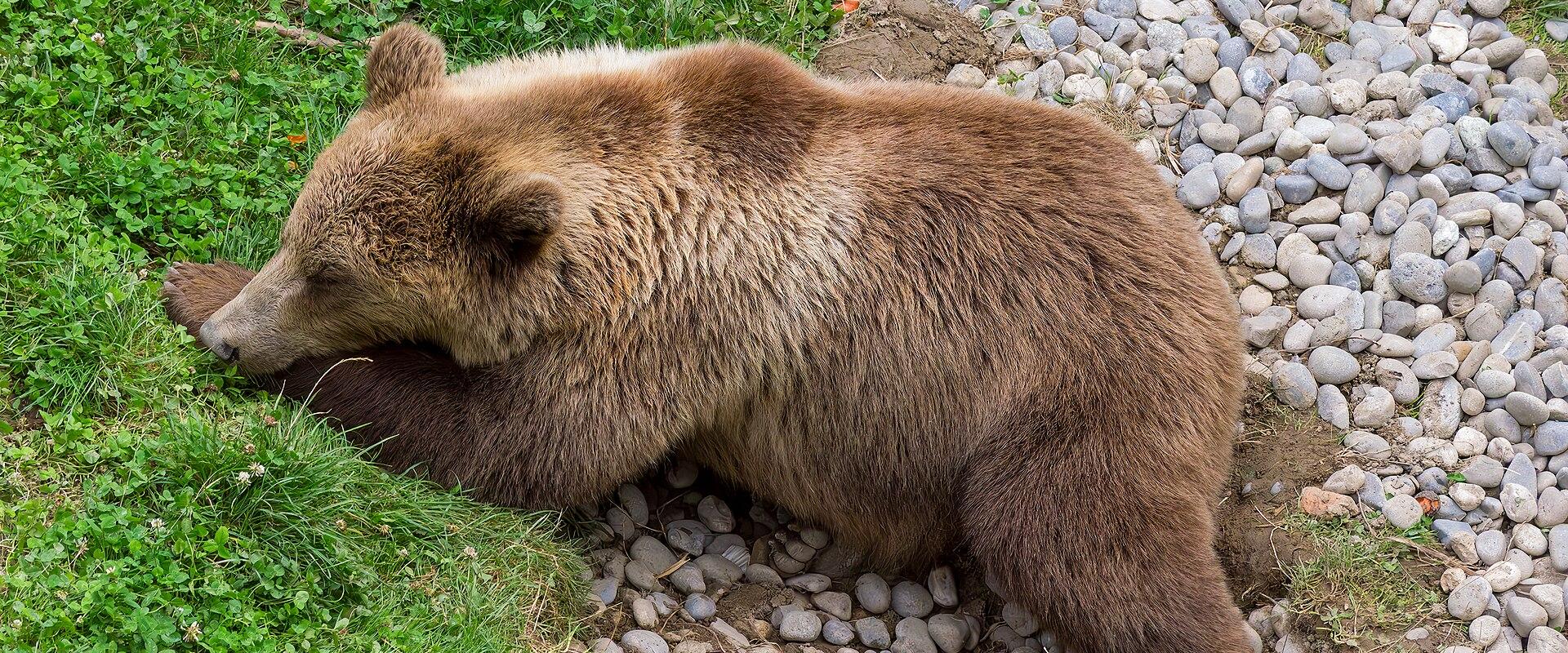BärenPark (Bear Park)