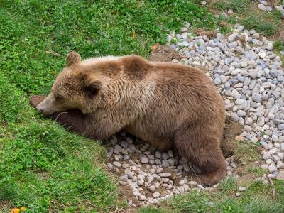 A brown bear resting on a patch of grass and smooth river stones, with its head lowered near the ground.
