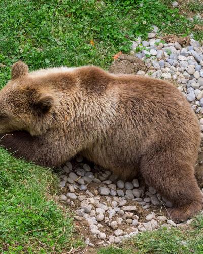 A brown bear resting on a patch of grass and smooth river stones, with its head lowered near the ground.