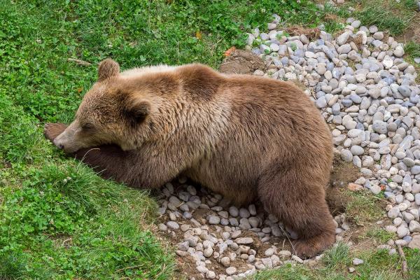 BärenPark (Bear Park)