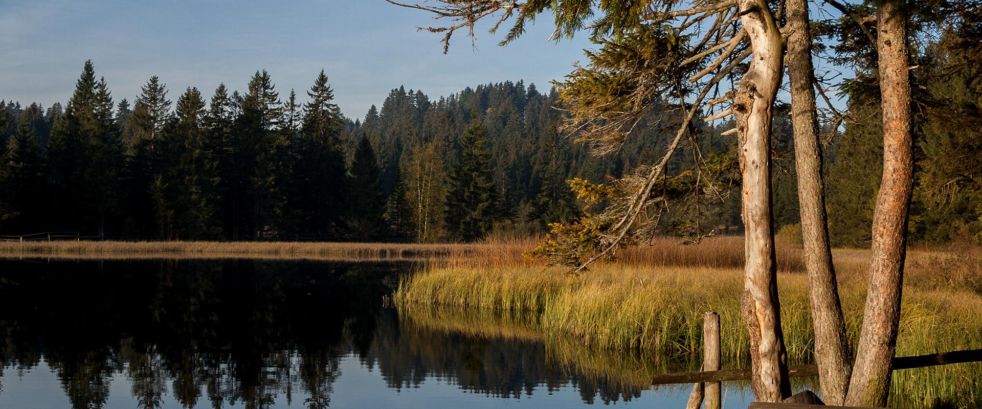 A calm lake reflecting a dense coniferous forest, with a wooden boardwalk or dock in the foreground right and tall grasses along the shoreline.