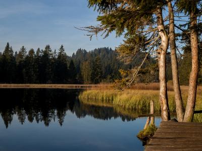 A calm lake reflecting a dense coniferous forest, with a wooden boardwalk or dock in the foreground right and tall grasses along the shoreline.