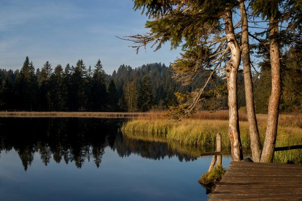 Wooden Walkways And Bridges