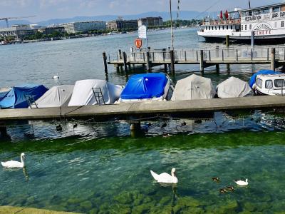 A view of a lakefront with swans in the foreground, covered boats docked at a pier, and a large paddle steamer boat labeled "GENEVE" in the background.
