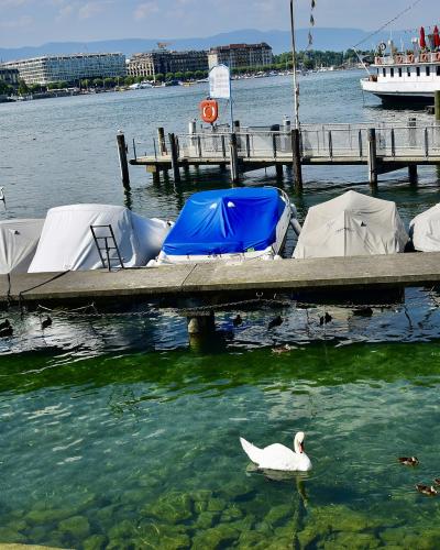 A view of a lakefront with swans in the foreground, covered boats docked at a pier, and a large paddle steamer boat labeled "GENEVE" in the background.