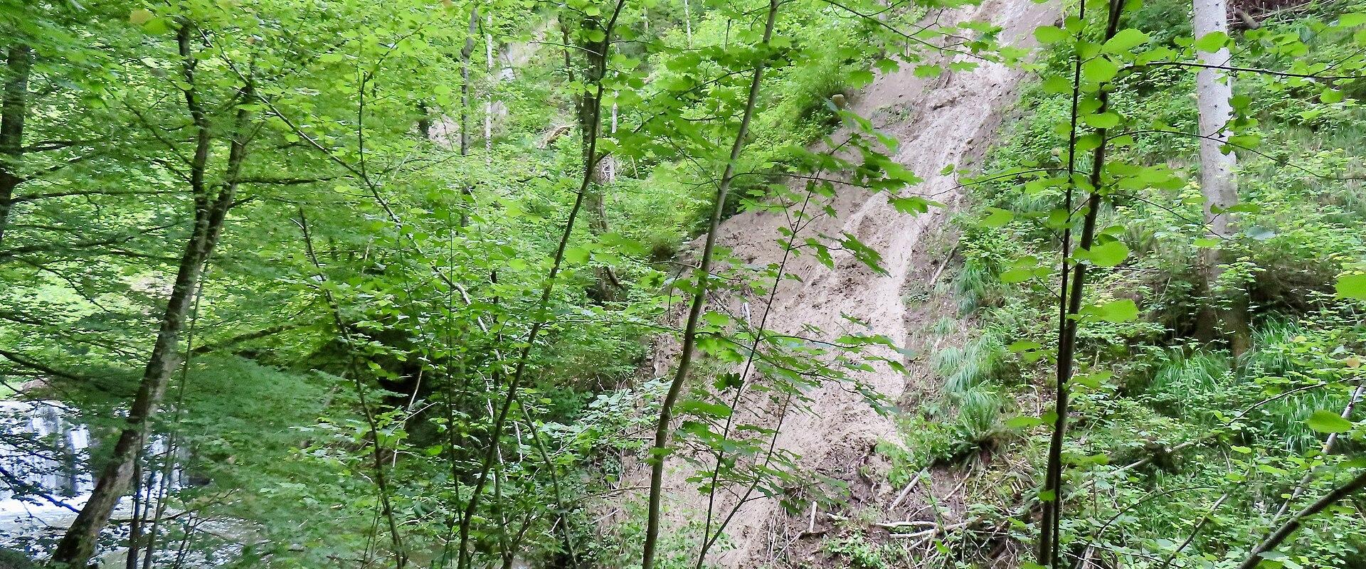 Dense green forest on the steep wooded slopes of the Küsnachter Tobel gorge