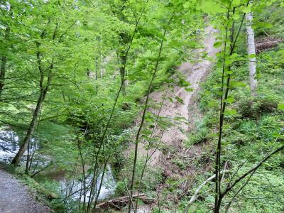 Dense green forest on the steep wooded slopes of the Küsnachter Tobel gorge