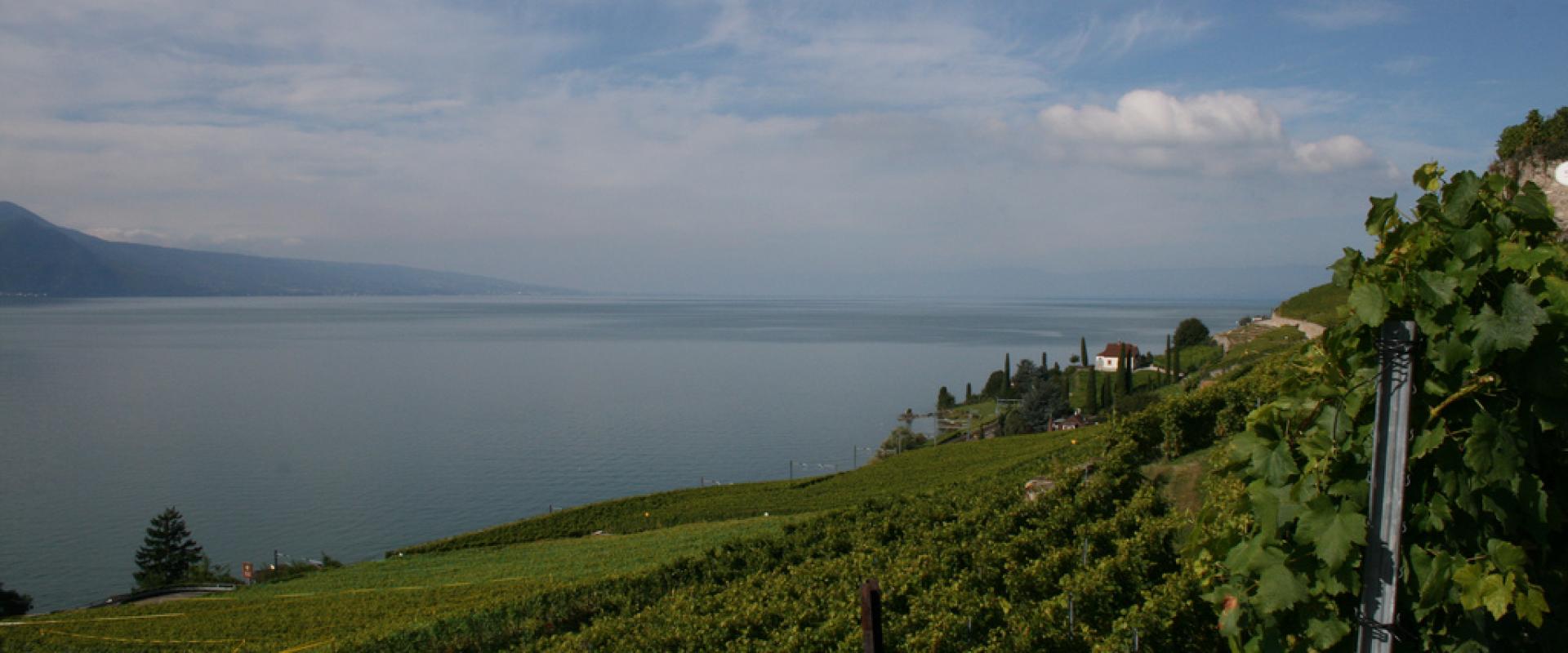 Lavaux(vineyard) and Lake of Geneva (lac Leman), Switzerland