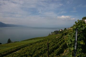 Wine Tours