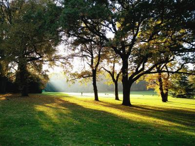 A sunlit park scene with large trees casting long shadows on a grassy lawn, with people visible in the distance on the grass.
