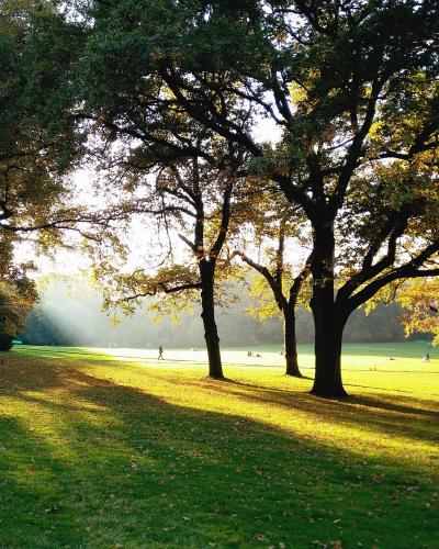 A sunlit park scene with large trees casting long shadows on a grassy lawn, with people visible in the distance on the grass.