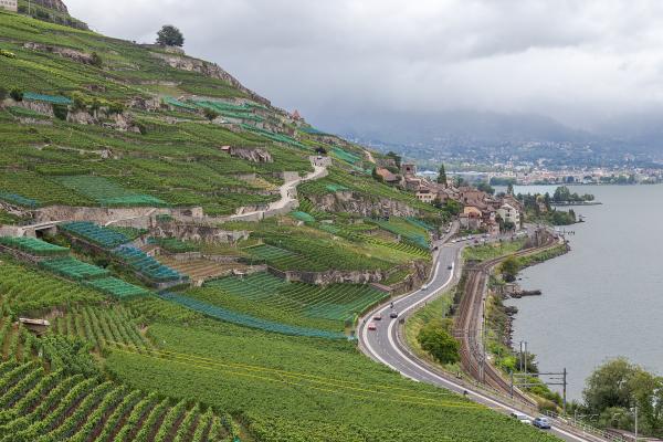 Lavaux Vineyards