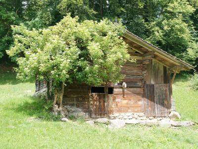 A traditional wooden chalet at the Ballenberg open-air museum by Brienzwiler