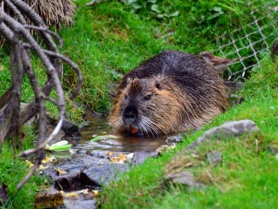 50 Jahre Knies Kinderzoo Rapperswil – Nutria 2012-10-03 15-47-44