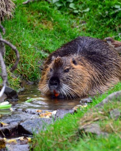 50 Jahre Knies Kinderzoo Rapperswil – Nutria 2012-10-03 15-47-44