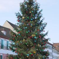 The decorated Christmas tree on Münsterplatz in Basel's old town