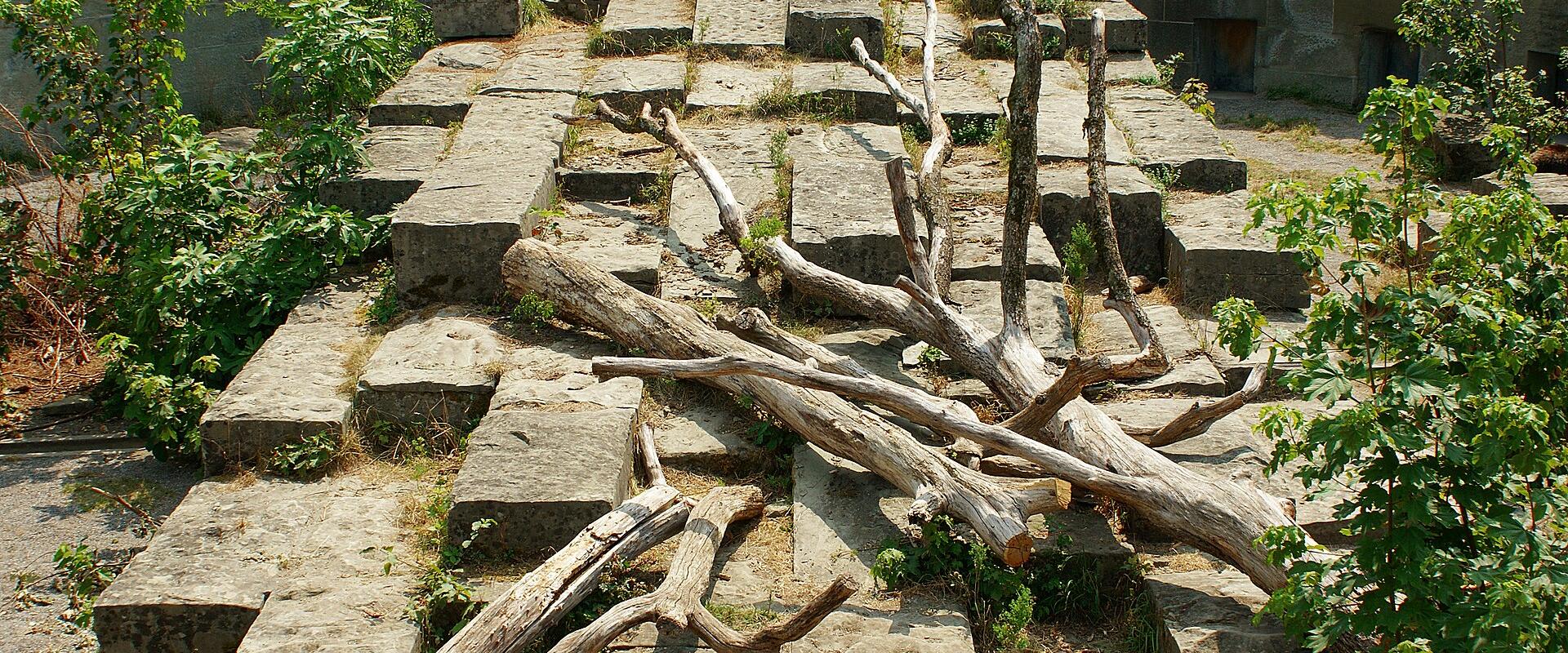 Bear Pit