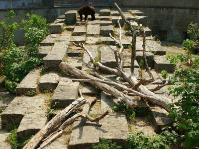 A brown bear stands on a stone-paved enclosure featuring a grid of large rectangular blocks and scattered driftwood, surrounded by green vegetation and a high stone wall.