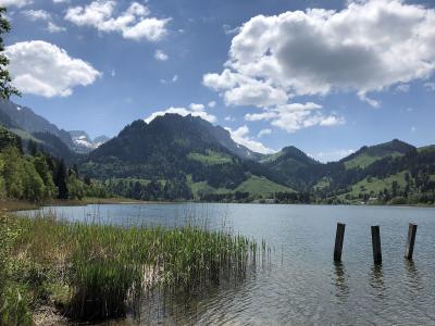 Lake Schwarzsee in the Fribourg Prealps with reeds in the foreground and green mountains behind