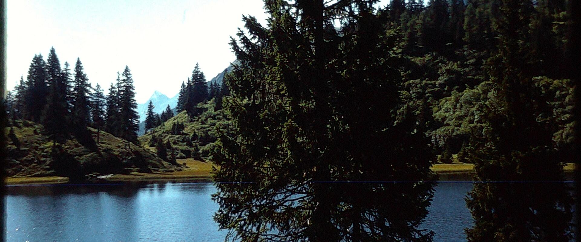 A high-altitude lake surrounded by coniferous trees and mountains, viewed from a paved road with pine branches framing the top of the shot.