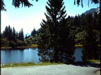 A high-altitude lake surrounded by coniferous trees and mountains, viewed from a paved road with pine branches framing the top of the shot.