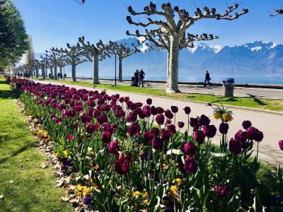 A lakeside promenade lined with distinctive pollarded plane trees and a bed of purple tulips, with snow-capped mountains in the background across the water.