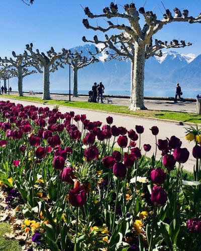 A lakeside promenade lined with distinctive pollarded plane trees and a bed of purple tulips, with snow-capped mountains in the background across the water.