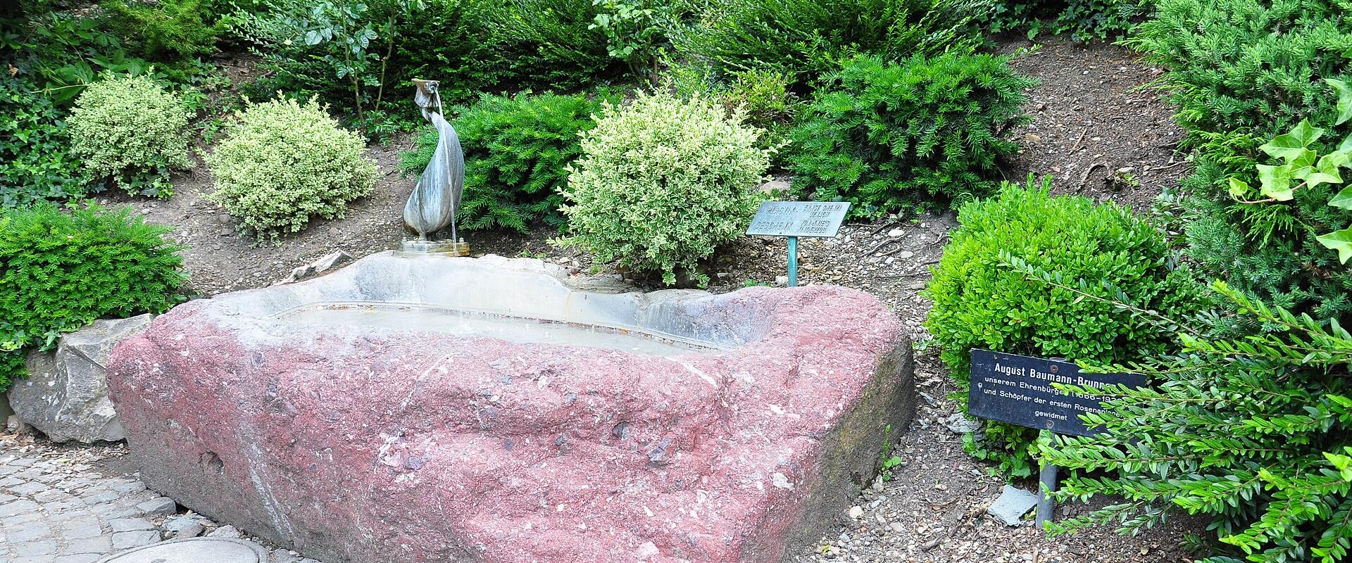 Rose Gardens In Rapperswil
