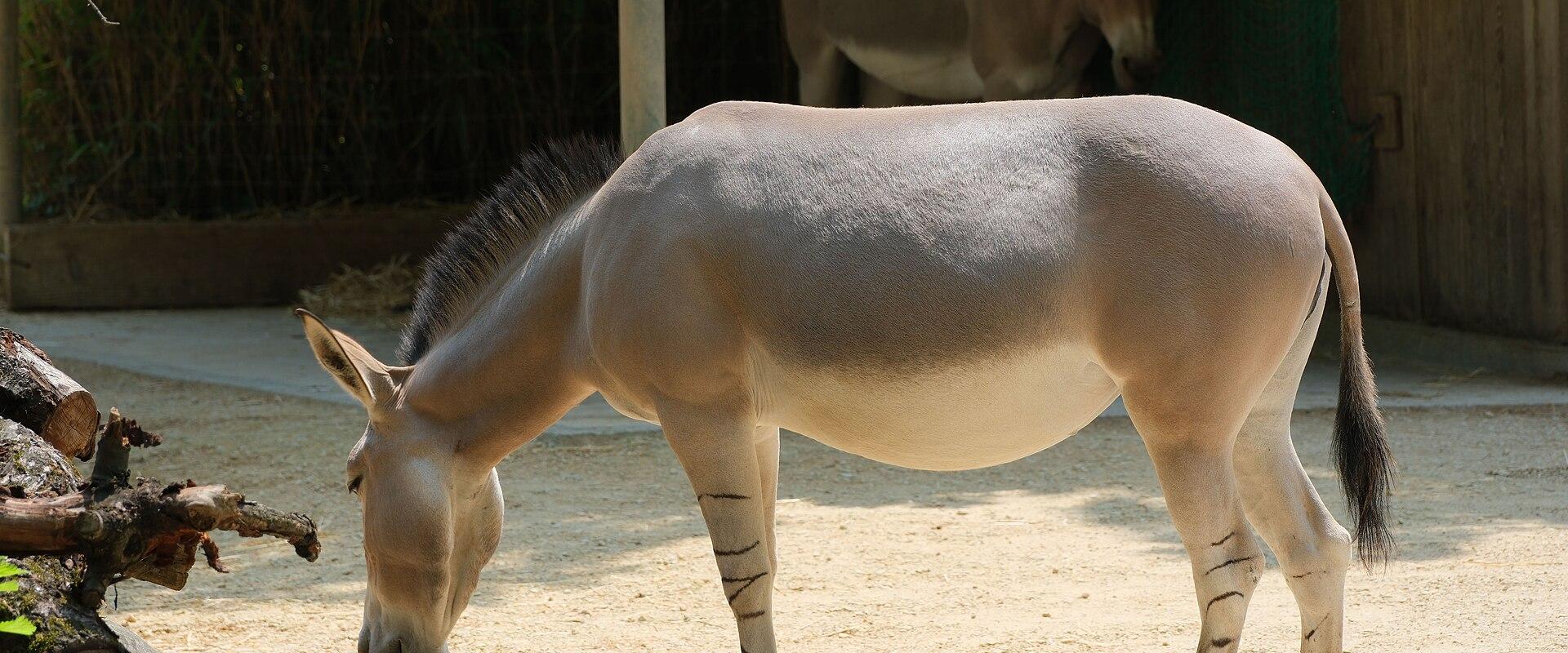 An African wild ass in its enclosure at Basel Zoo