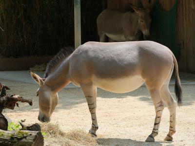 An African wild ass in its enclosure at Basel Zoo