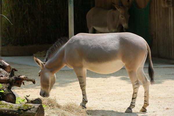 Basel Zoo (Zolli)