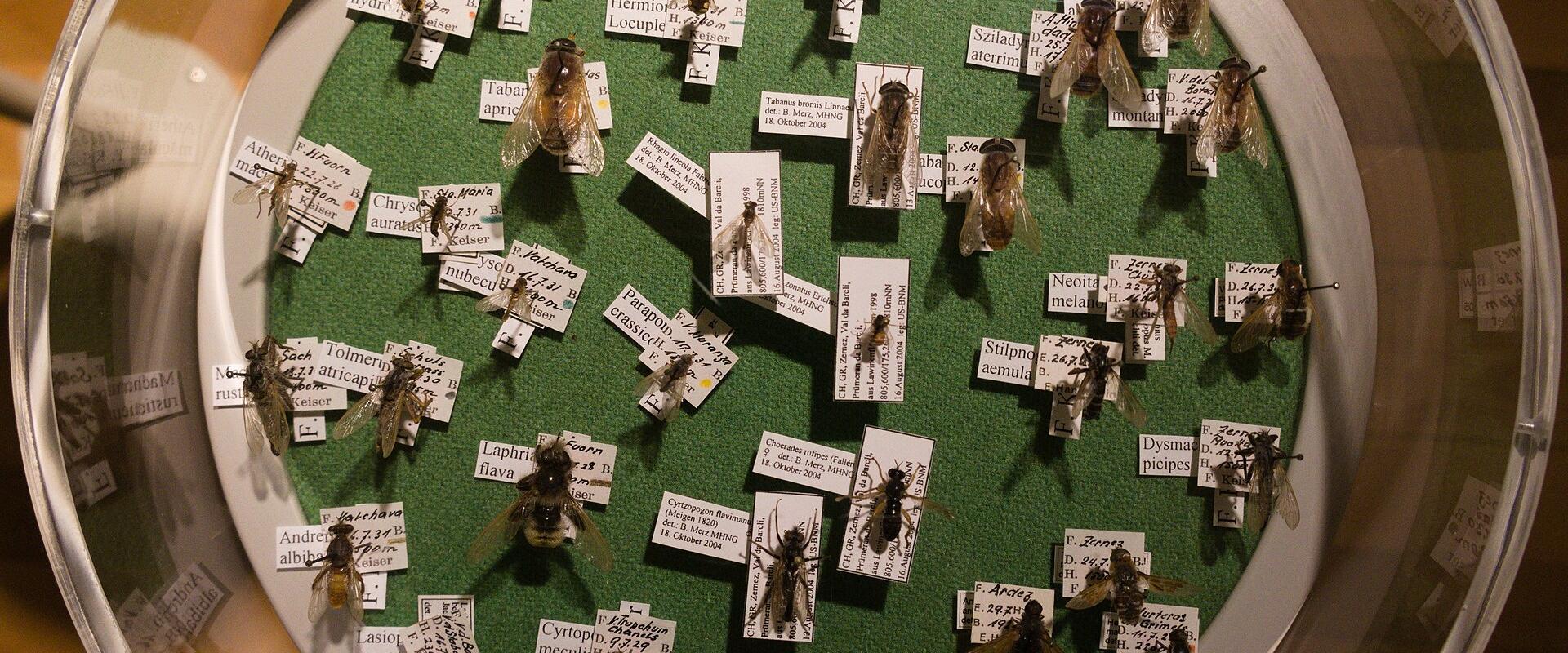 Graubünden Museum Of Nature