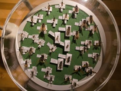 A top-down view of a circular glass display case containing a collection of pinned insect specimens arranged on a green felt background, each with a small white label.
