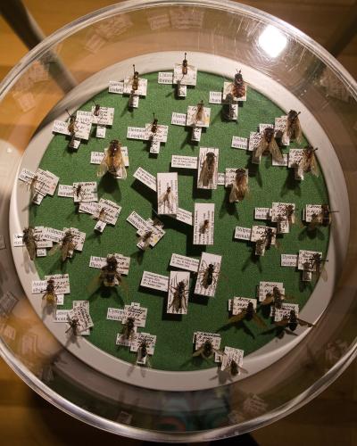 A top-down view of a circular glass display case containing a collection of pinned insect specimens arranged on a green felt background, each with a small white label.
