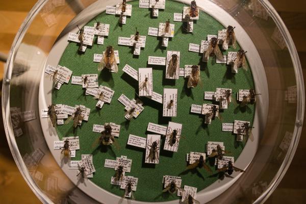 Graubünden Museum Of Nature