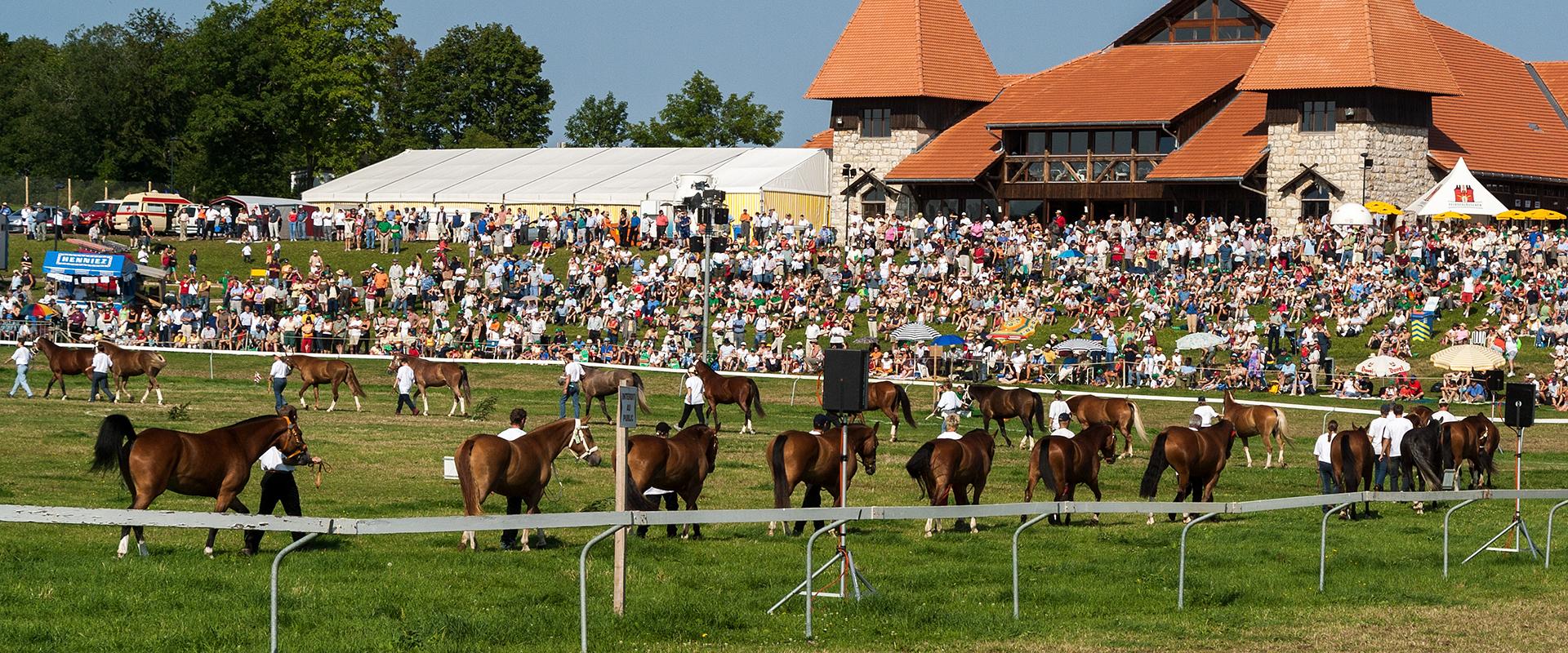 Crowds and Franches-Montagnes horses at the Marché-Concours in Saignelégier